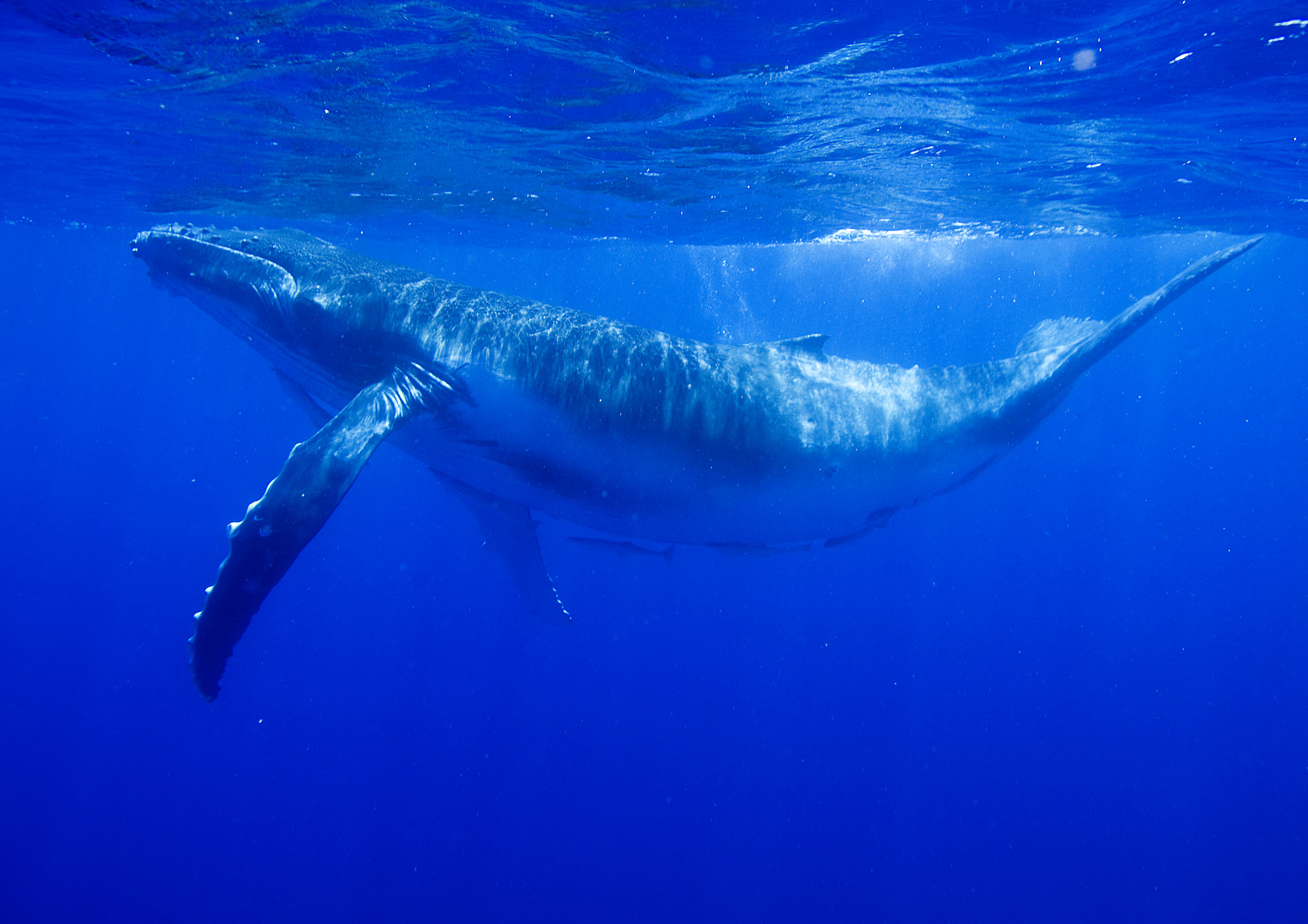 Северный голубой кит